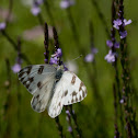 Checkered White