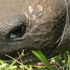 Gopher tortoise