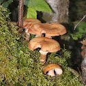 Honey Mushroom