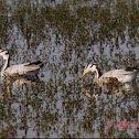 Bar-headed Goose