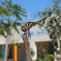 Yellow Tail Ashy Skimmer