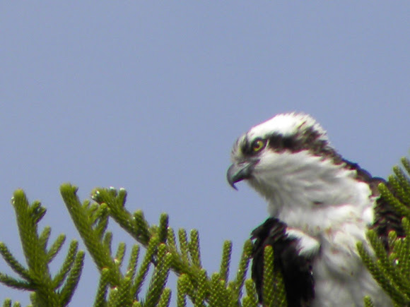 Spotting Image 1