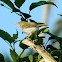 Common Tailorbird