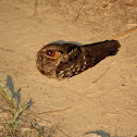 Pauraque
