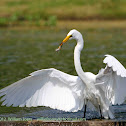 Great White Egret