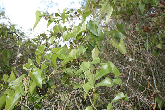 Spotting Image 1