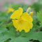 Celandine Poppy