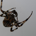 european web spider