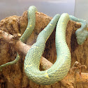 Side-Striped Palm Viper