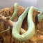 Side-Striped Palm Viper