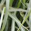 Baby Rough Green Snake