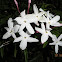 Common Jasmine