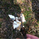 Fungi