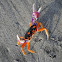 Halloween Crab