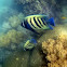 Six-banded Angelfish