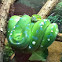 Emerald tree boa