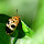 Beetles of Costa Rica