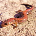 Eastern Red-backed Salamander