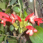 Lipstick Plants