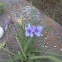 Spiderwort