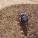 Darkling beetle