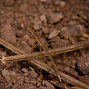 Walking Stick
