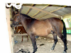 Vendo Hermoso Caballo Spc Con Papeles 