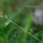 Johnson grass  