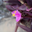 Purple Queen.