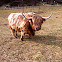 Zottelrind, Highland-cattle
