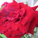 Don Juan Climbing Rose