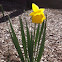 Daffodil