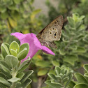 Suastus Skipper
