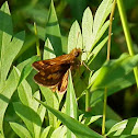 Grass Skipper