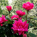 Knock Out Rose