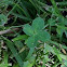 Four-leaf Clovers