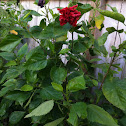 Double-petaled hibiscus