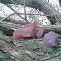 Jew's Ear