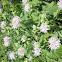Wild Bergamot