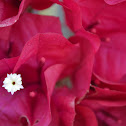 bougainvillea