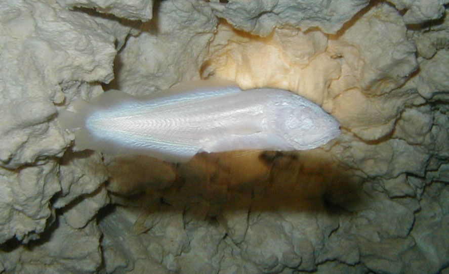 Mexican Blind Brotula