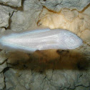Mexican Blind Brotula
