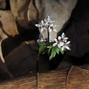 Harbinger of Spring