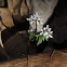 Harbinger of Spring