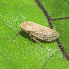 Froghopper