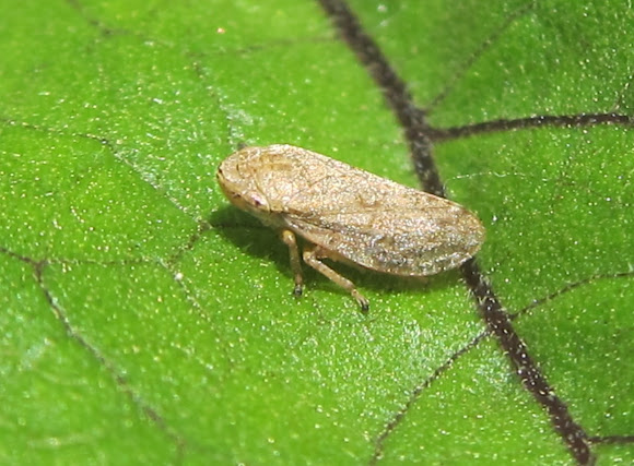 Spotting Image 1