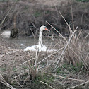 mute swan