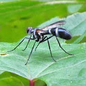 Tachinid Fly