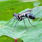 Tachinid Fly