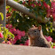 California Ground Squirrel